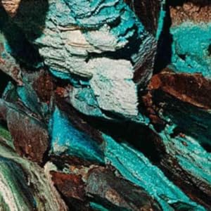 bulletproof immune system support health gut clean