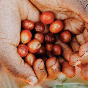 益智嗜中性阿斯普雷防彈大腦健康補充劑健康促進 mct